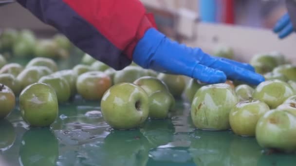 sortowania jabłek na przenośniku, przygotowywanie soku jabłkowego - Materiał filmowy, wideo
