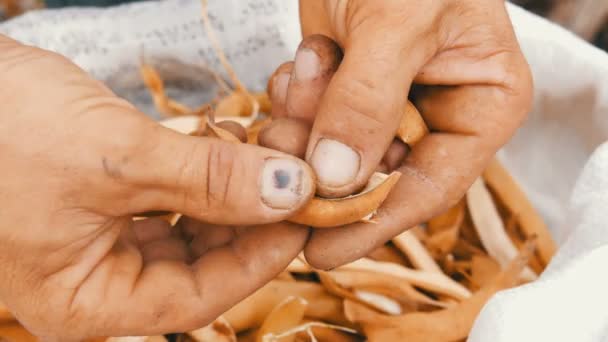 Mann Hände Bohnen schälen ungewöhnliche lila Farbe und ziehen Sie sie über einen Beutel voll trockener reifer Bohnen Nahaufnahme - Filmmaterial, Video
