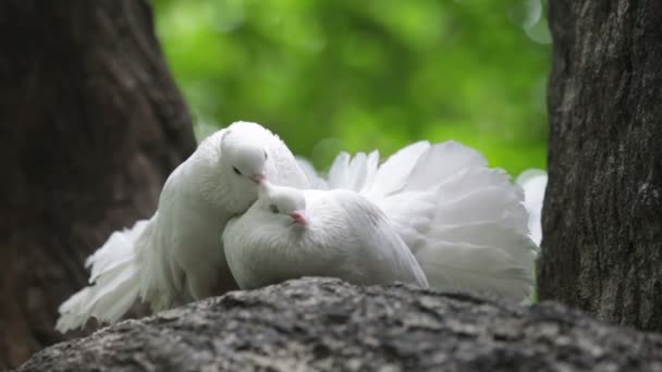 Love and pigeons - Filmati, video