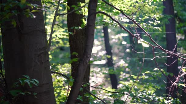 Forest in summer landscape - Video, Çekim