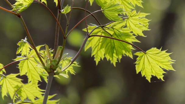 taze yeşil akçaağaç yaprakları Şubesi - Video, Çekim