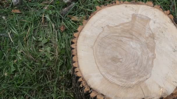 Querschnitt des Baumes. ungewöhnliches Muster auf dem Schnitt eines Baumes in Form eines menschlichen Herzens oder einer Vase - Filmmaterial, Video