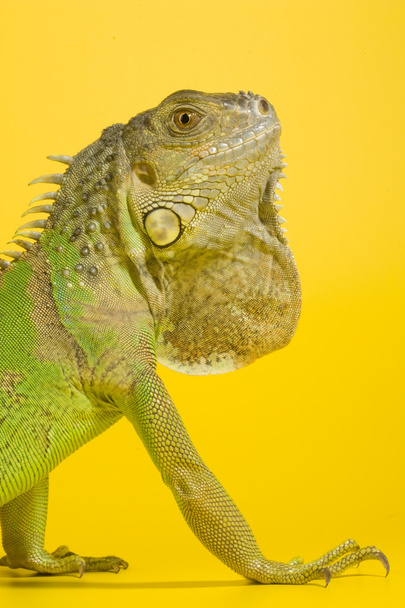 Iguane verte
 - Photo, image