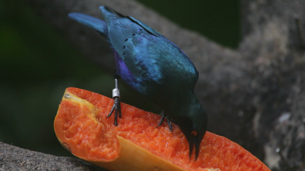 Tropischer Vogel frisst Früchte - Filmmaterial, Video
