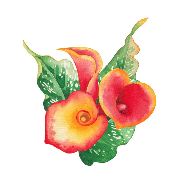 Aquarellblätter und Calla-Lilienblüten in gelben und roten Farben - Foto, Bild