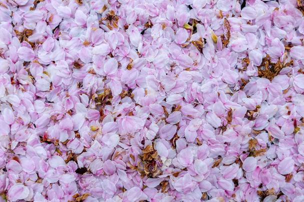 Thick mat of pink blossom laying on the ground flat view close up - Photo, Image