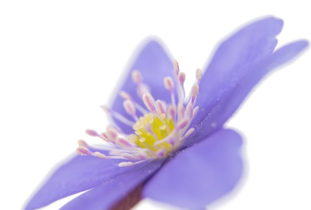 blue flower isolated - Foto, afbeelding