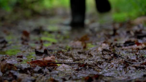 Man goes along muddy forest path - Filmmaterial, Video