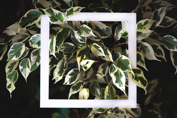 熱帯植物の緑の葉の背景に正方形のフレーム。自然をテーマにポストカード。テキスト フレーム - 写真・画像