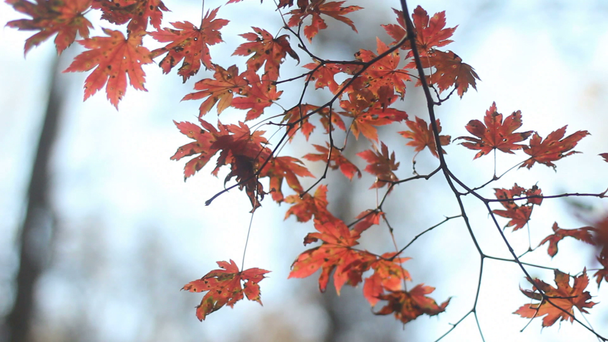 Maples sonbahar ormandaki kırmızı yaprakları ile. - Video, Çekim