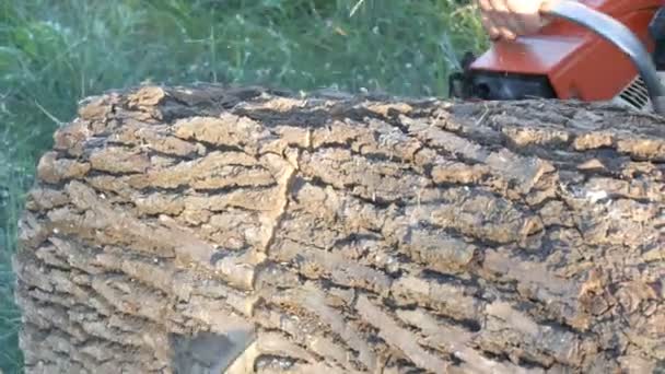Chainsaw vágás vastag törzse egy fa közelről kilátás - Felvétel, videó