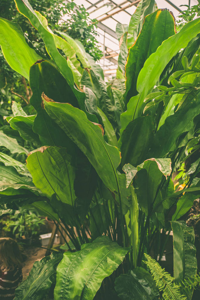 Greenhouse of tropical  plants, Botanical garden - Zdjęcie, obraz
