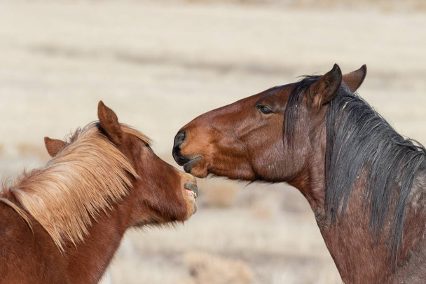 une paire de chevaux sauvages en hiver dans le désert de l'Utah
 - Photo, image