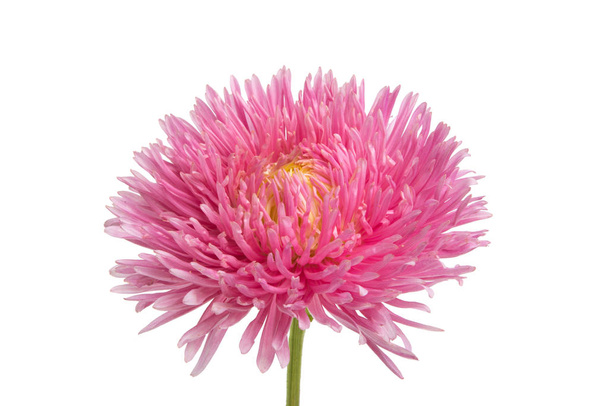 aster flower isolated - Foto, Imagem
