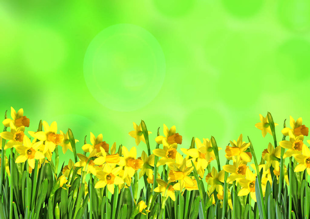 Um belo conceito de narcisos amarelos em fundo abstrato verde
 - Foto, Imagem