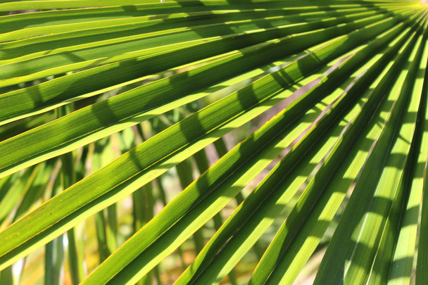 palm leaf green  - Photo, Image