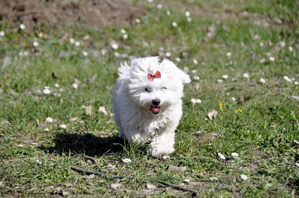 kleiner weißer maltesischer Hund im Freien - Foto, Bild