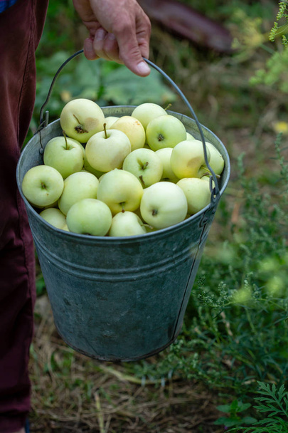 Summer apples harvest - Φωτογραφία, εικόνα