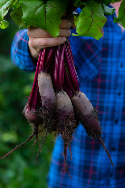 Fresh beetroots in hands - Photo, image