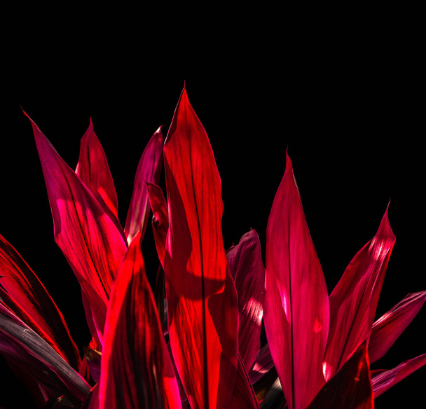 Dramáticas hojas rojas agudas sobre fondo negro
 - Foto, Imagen