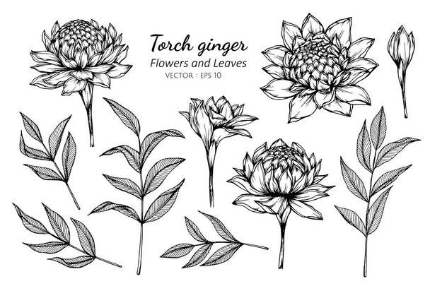 Colección conjunto de antorcha de jengibre flor y hojas dibujo illustr
 - Vector, imagen