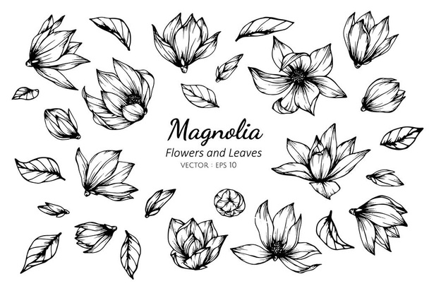 Colección conjunto de magnolia flor y hojas dibujo ilustratio
 - Vector, imagen