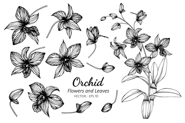 Kolekce orchidejí a listí kresba ilustrace. - Vektor, obrázek