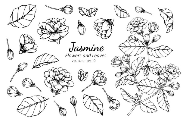 Sbírka Jasmína a listí na kreslicím obrázku - Vektor, obrázek