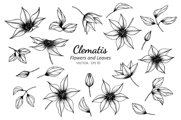 Collection set of clematis flower and leaves drawing. - Vector, Image