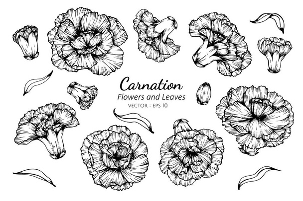 Collection set of carnation flower and leaves drawing. - Vector, Image