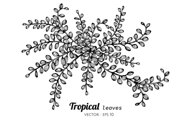 Tropical leaves drawing illustration. - Vector, Image