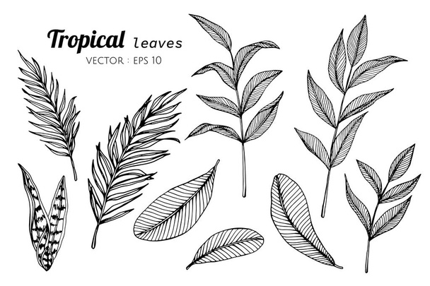 Colección conjunto de hojas tropicales dibujo ilustración
. - Vector, imagen