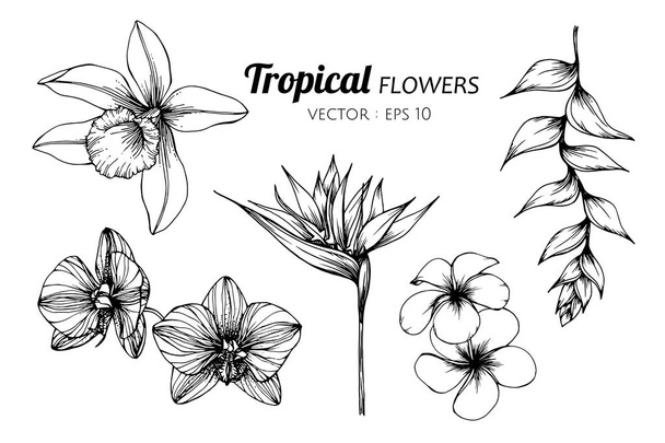 Sammlung von tropischen Blumen Zeichnung Illustration. - Vektor, Bild