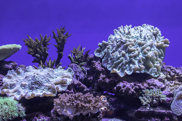 Πολύχρωμα κοράλλια κάτω από τη θάλασσα στην Ταϊλάνδη. - Φωτογραφία, εικόνα