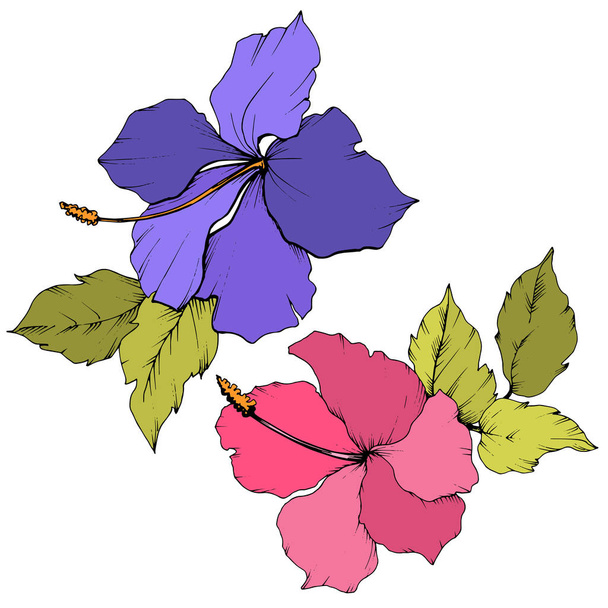 Vector Hibiscus flor botánica floral. Arte de tinta grabada. Elemento de ilustración de hibisco aislado sobre fondo blanco
. - Vector, imagen