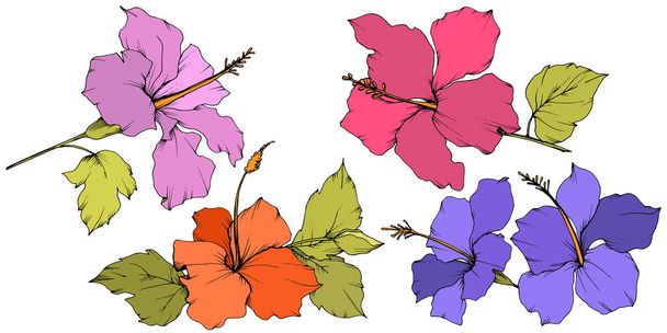 Vector Hibiscus flor botánica floral. Arte de tinta grabada. Elemento de ilustración de hibisco aislado sobre fondo blanco
. - Vector, Imagen