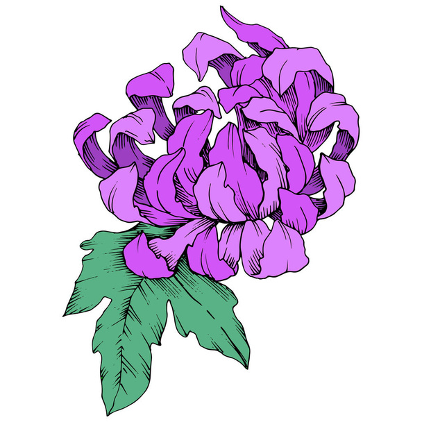 Vector Purple Chrysanthemum цветочные ботанические цветы. Гравировка чернил. Изолированный цветочный иллюстрационный элемент
. - Вектор,изображение