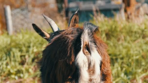 庭にかすめる, の小さなヤギの尾を持つ戦利品 - 映像、動画
