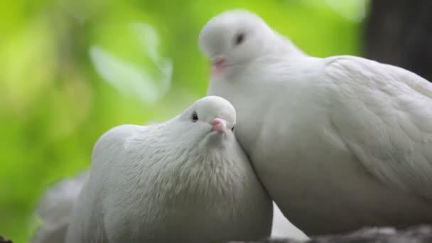 Love and pigeons - Imágenes, Vídeo