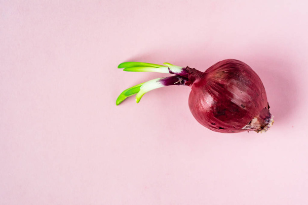 Whole bulb red onion with fresh green sprout on the pink background - Φωτογραφία, εικόνα