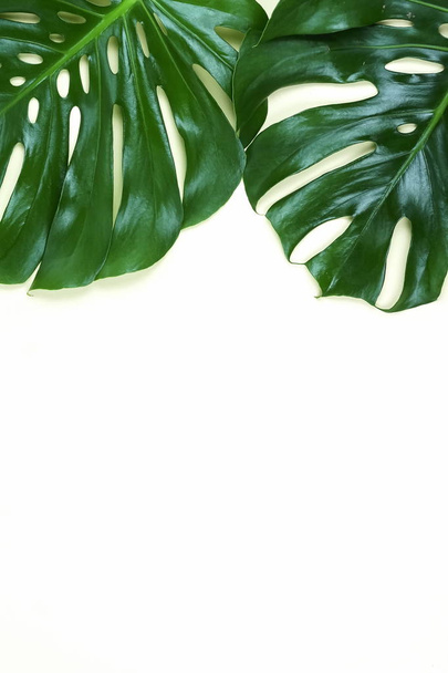 green monstera leaves on white background - 写真・画像