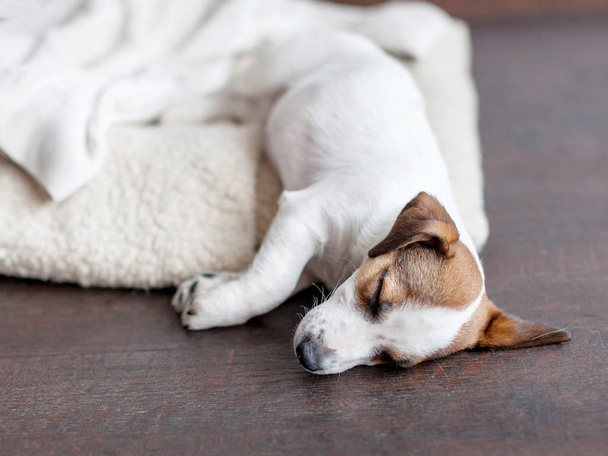 Sleeping puppy on dog bed - Photo, image