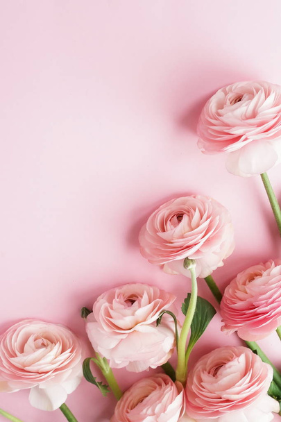 ranunculus όμορφα λουλούδια σε ροζ φόντο - Φωτογραφία, εικόνα