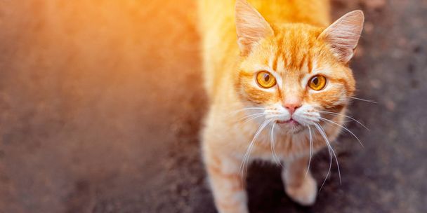 Il problema degli animali di strada. Street gatto rosso alla ricerca
 - Foto, immagini