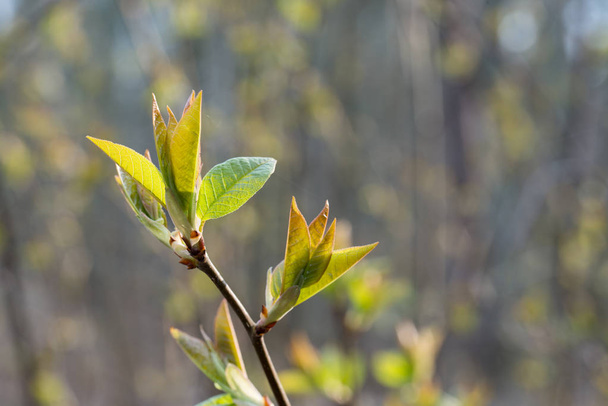 Pierwsza wiosna małych liści na gałązki w lesie - Zdjęcie, obraz