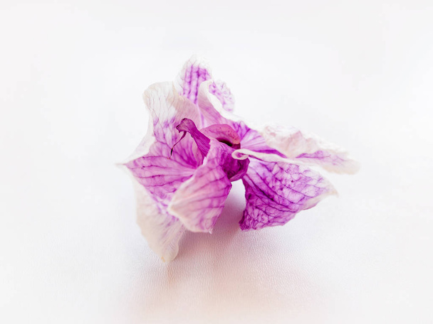 крупним планом висушена рожева квіткова орхідея на білому тлі, вибірковий фокус
 - Фото, зображення