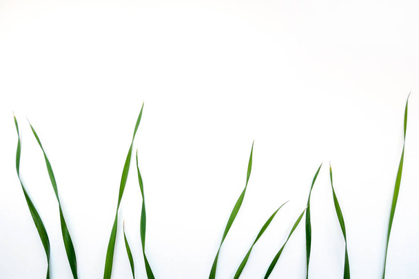 top view of green oat grass leaves on white background, copy space - Fotoğraf, Görsel