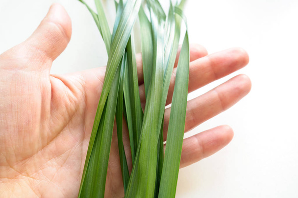 green oat grass in hand on palm on white background - Foto, afbeelding