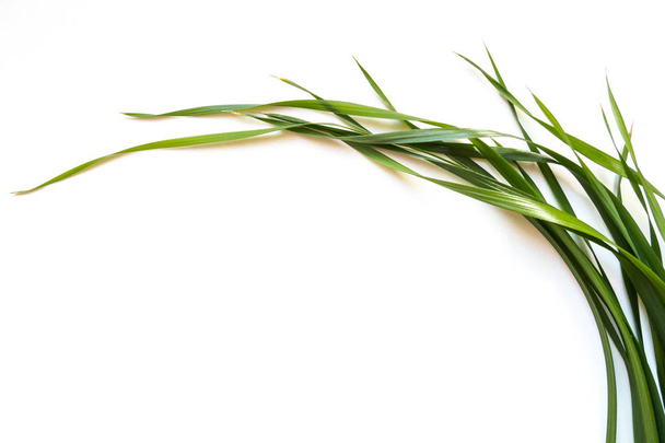green oat leaves on white background, copy space - Фото, зображення