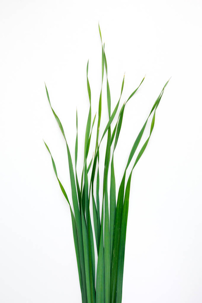 green oat grass leaves on vertical white background - Foto, Imagem
